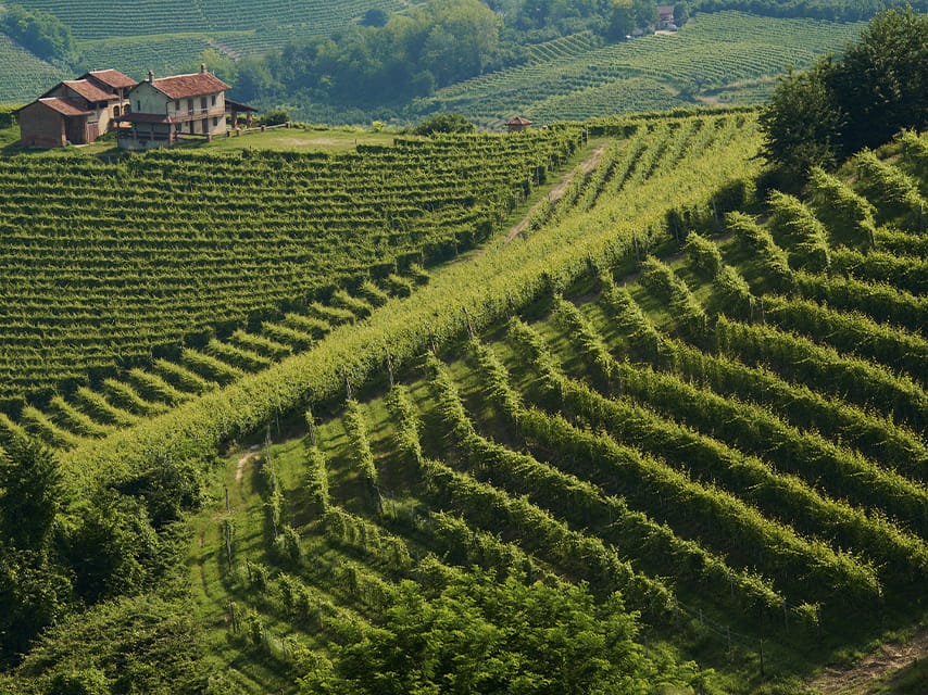 Vineyard