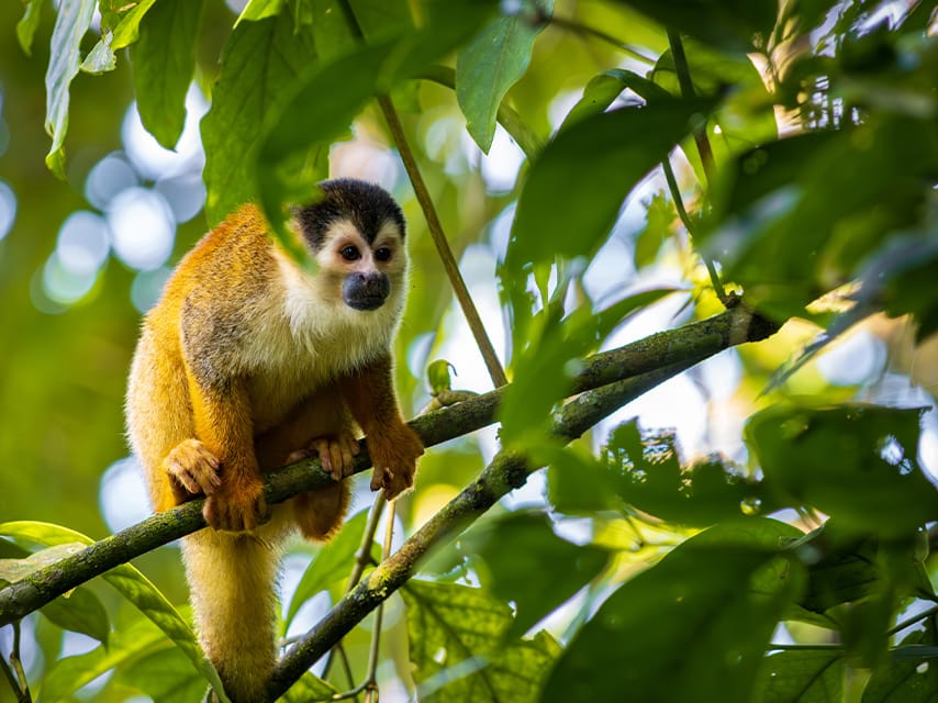 Enjoy wildlife sightings, including playful monkeys, and immersion in nature in Costa Rica during your superyacht holiday.