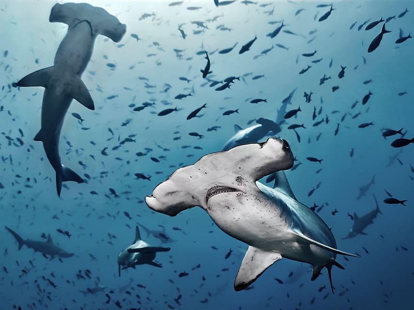Diving with hammerhead sharks at Cocos Island can be a thrilling experience and a highlight of luxury yacht holidays.