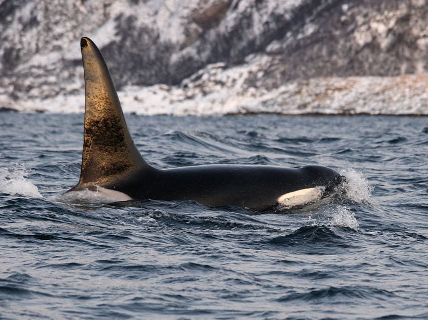 Orca watching