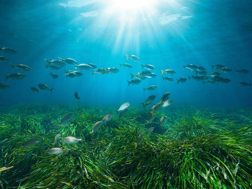 Seagrass provides food and shelter for marine life