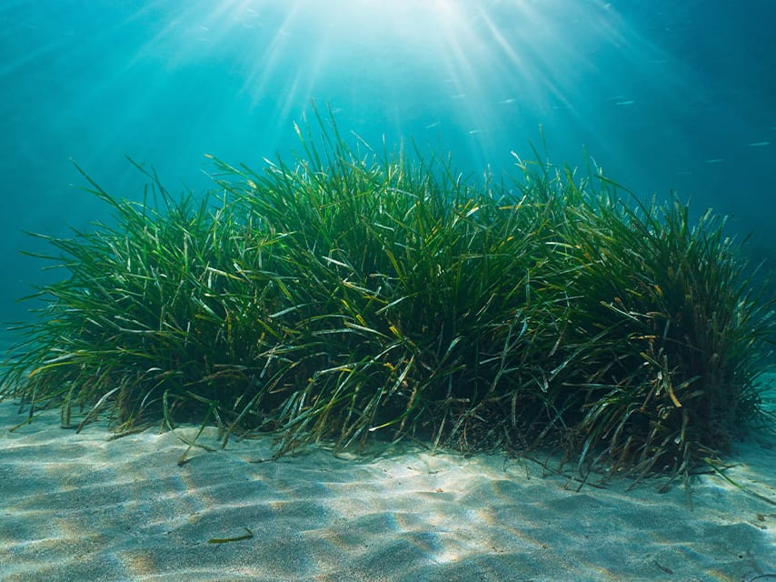 Posidonia Sea Grass