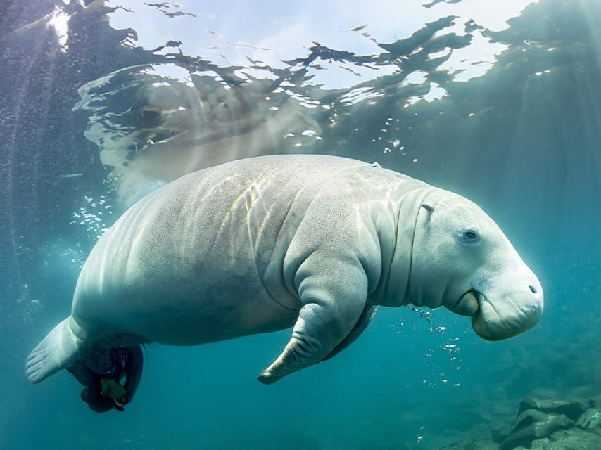 One of the famous Cape Canaveral manatees glides gracefully underwater, a serene sight during Florida yacht charters.