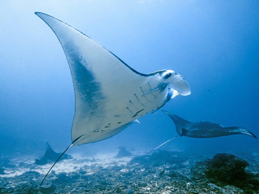 If your luxury bucket list includes swimming with manta rays, Maldives superyacht charters are an excellent choice.
