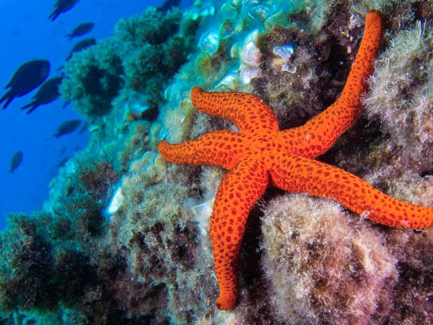 Starfish visible through glowing water during an LED paddleboarding session on a luxury yacht holidays, Mediterranean.