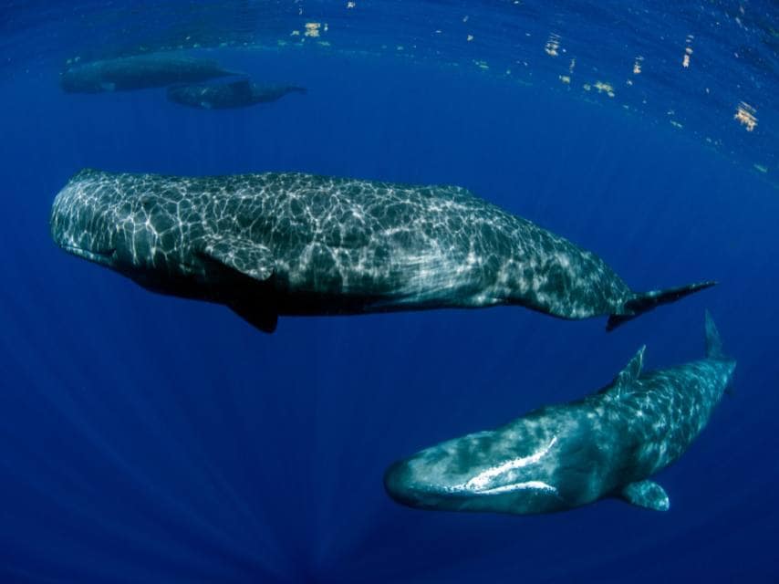 Sperm whales surfacing close to a private Caribbean yacht charter.