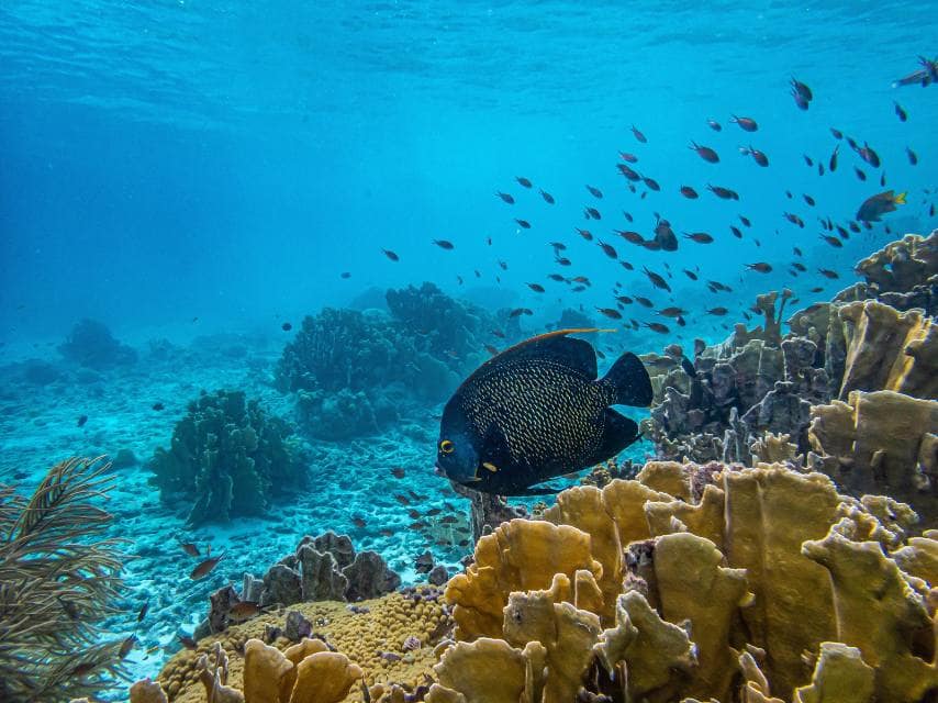 Marine Life in Bonaire