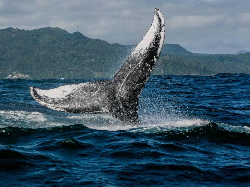 Humpback whale Domincian Republic
