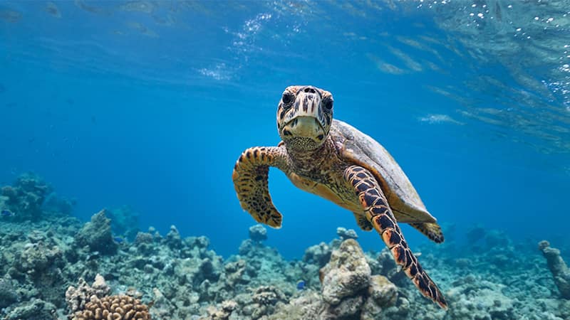 Edmiston & Conservation Collective: Impact Report 2025