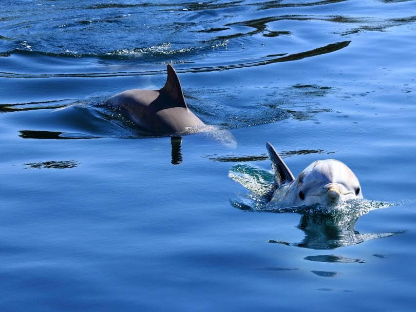 Bottle-nose wild dolphins