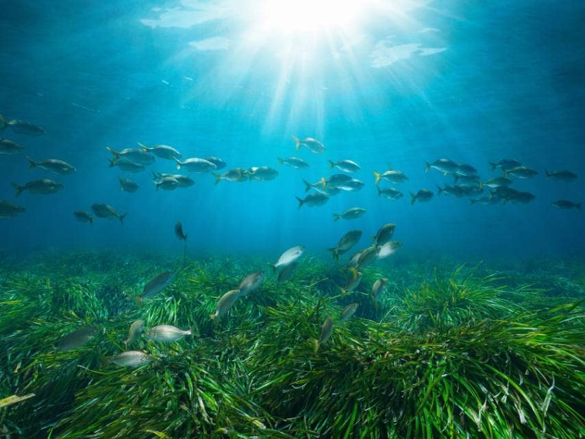 Fish swimming over sea grass with sun shining down