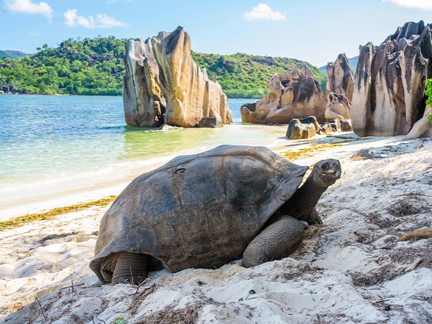 Exploring Curieuse Island and its Giant Tortoises is a highlight of Seychelles luxury yacht holidays.