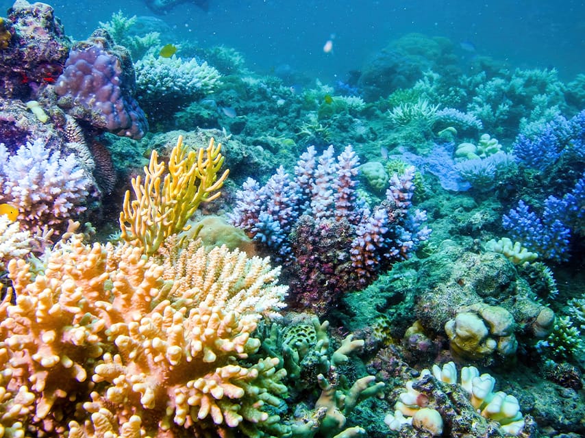 Pristine coral reefs are one of the delights of a Whitsunday superyacht charter, one of our top remote luxury yacht holidays.