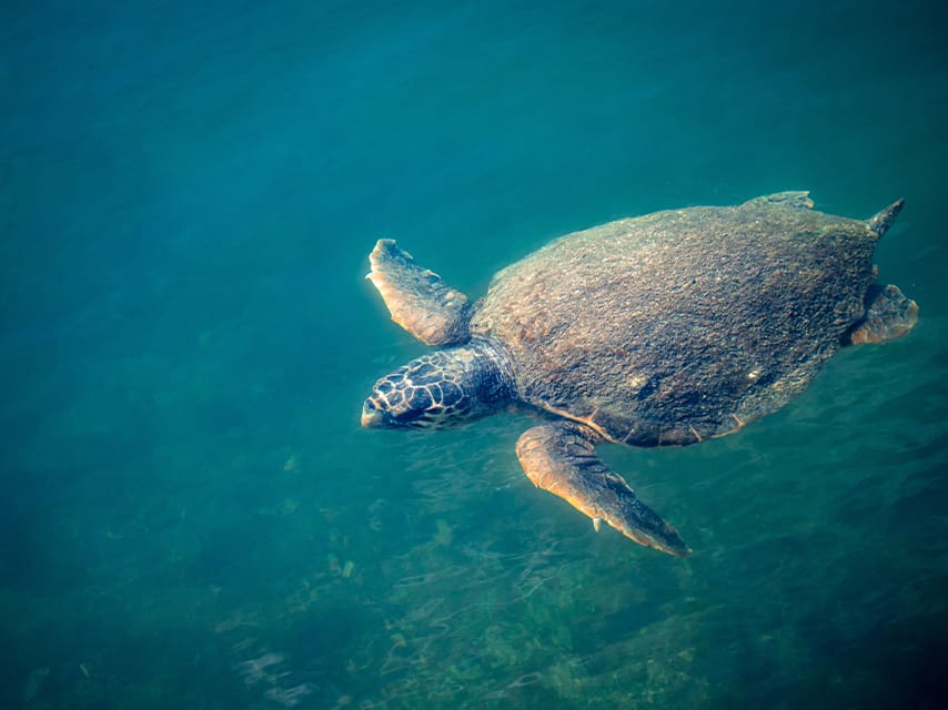 Snorkeling in the clear Ionian waters with local sea turtles is a highlight of any yacht hire Corfu adventure.
