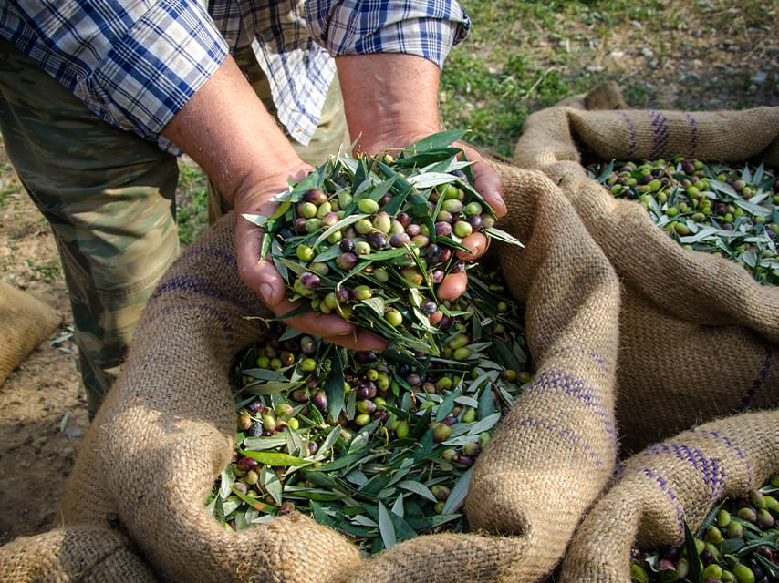 Private tasting at Governor’s Olive Mill Corfu, a flavorful highlight of any luxury yacht charter Ionian adventure.