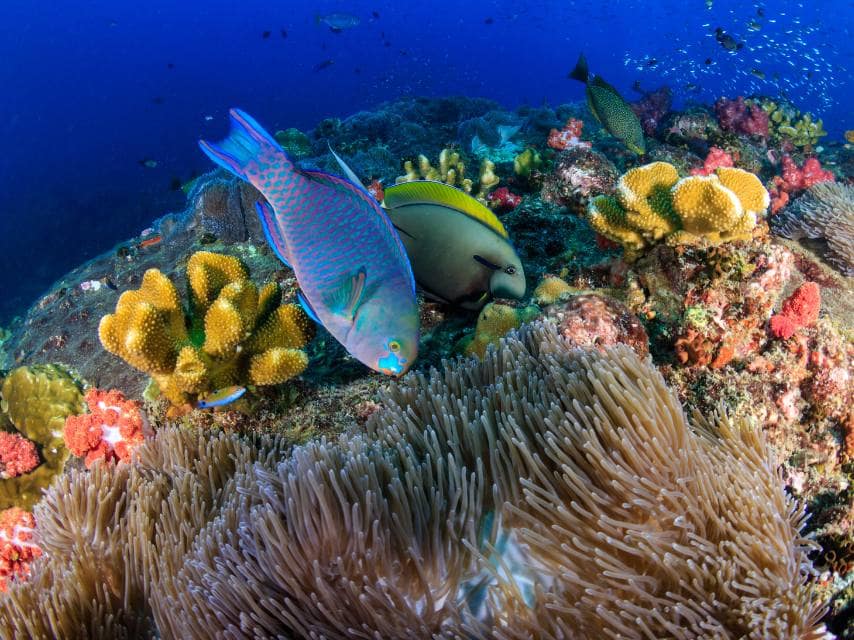 Parrot fish swimming next to vibrant corals during a Madeira scuba diving experience at Garajau Partial Marine Reserve.