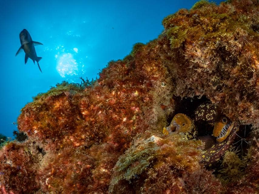 Diving in Canary Islands beneath volcanic cliffs, a scuba diver encounters an eel hiding in the rocks during a Tenerife yacht charter.