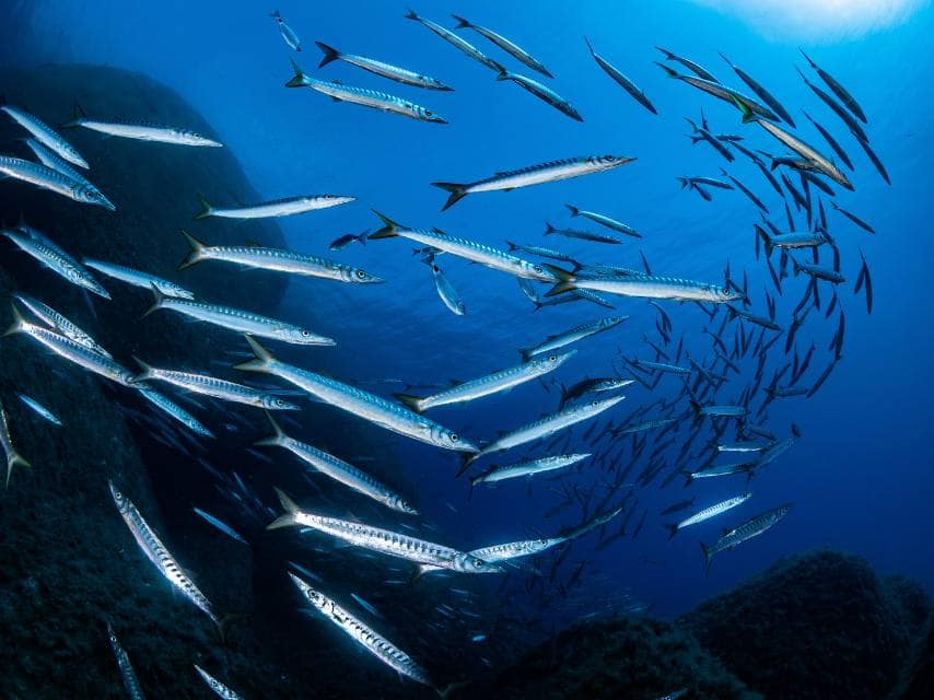 A diver captures photos of barracudas swimming next to corals during a scuba diving in Norway yacht charter experience.