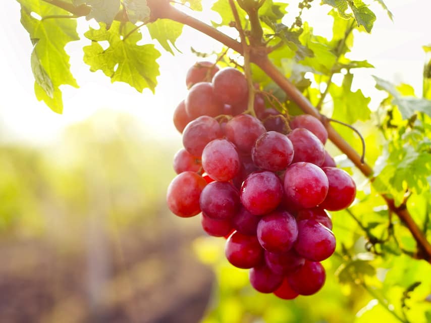Explore indigenous grape varieties during a private yacht charter. Croatia culinary and wine culture is gaining global recognition.