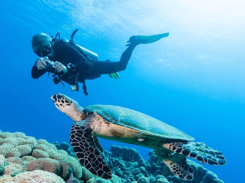 Swim alongside turtles on a guided dive in Cabrera during your superyacht charter, Mallorca.