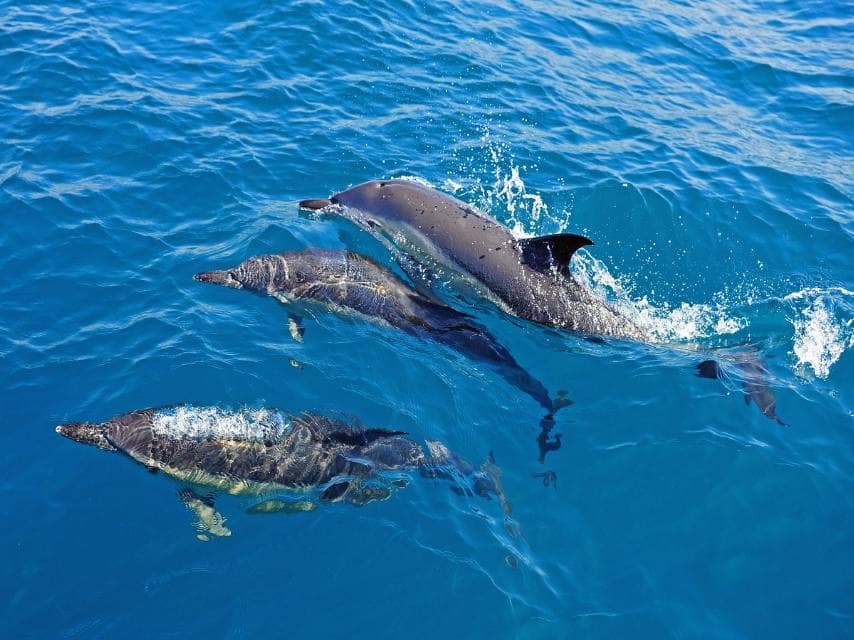 Dolphins glide through clear sea, a highlight of a sailing yacht charter Mediterranean marine tour.