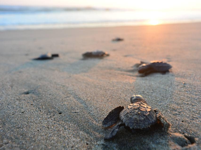 Witness Mediterranean sea turtles hatch and head to sea on a Mediterranean private charter.