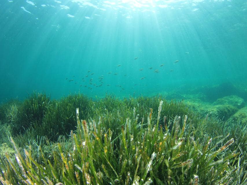 Vital sea grass meadows sustain Mediterranean marine life, seen from luxury yacht charter scuba dives.