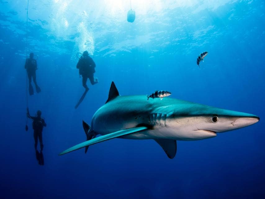 Divers encounter mediterranean sharks, exploring rich sea life from a luxury yacht charter.