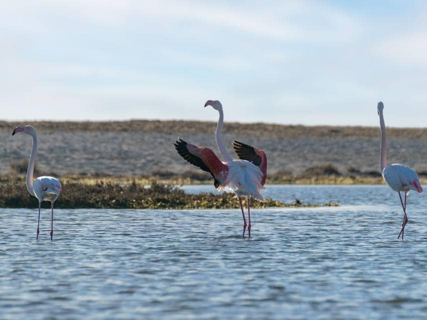 Flamingos in Sardinia’s wetlands, a vibrant sight on a Mediterranean mega yacht charter.