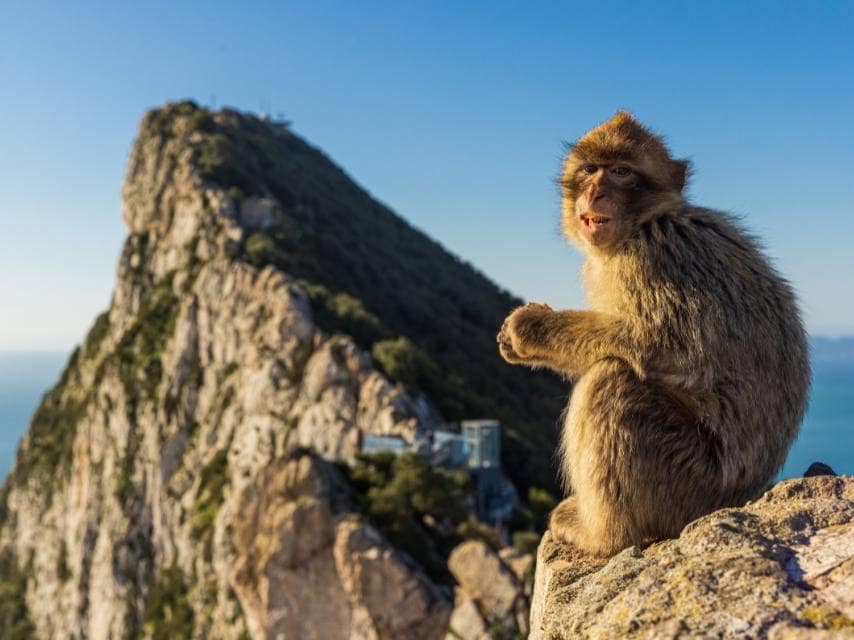 Gibraltar’s Barbary macaques, a must-see during Mediterranean mega yacht charters.