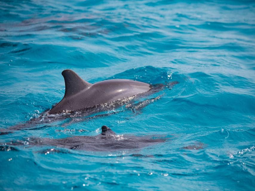 Playful dolphins in the Mediterranean, a highlight of private yacht hire wildlife charters.