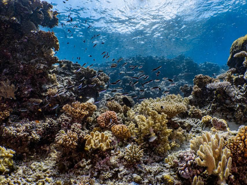 Reef diving reveals colorful sea life in the Mediterranean, a perfect experience on your luxury Mediterranean yacht charter.