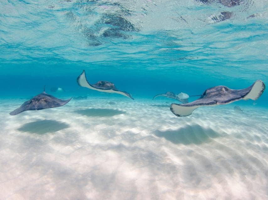 Divers encounter manta rays in turquoise waters on a caribbean superyacht charter.