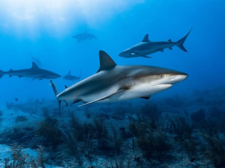 Yacht guests observe reef sharks during a charter to the best scuba diving destinations in the Caribbean.