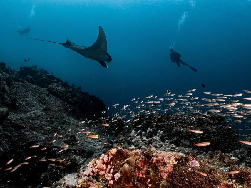 Guests on a private yacht charter encounter spotted eagle rays coral reefs at the best dive sites in the caribbean.