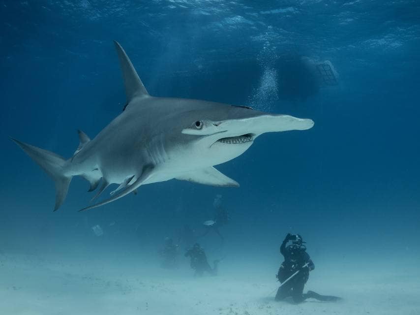 Scuba divers with hammerhead sharks during a Bahamas yacht charter.