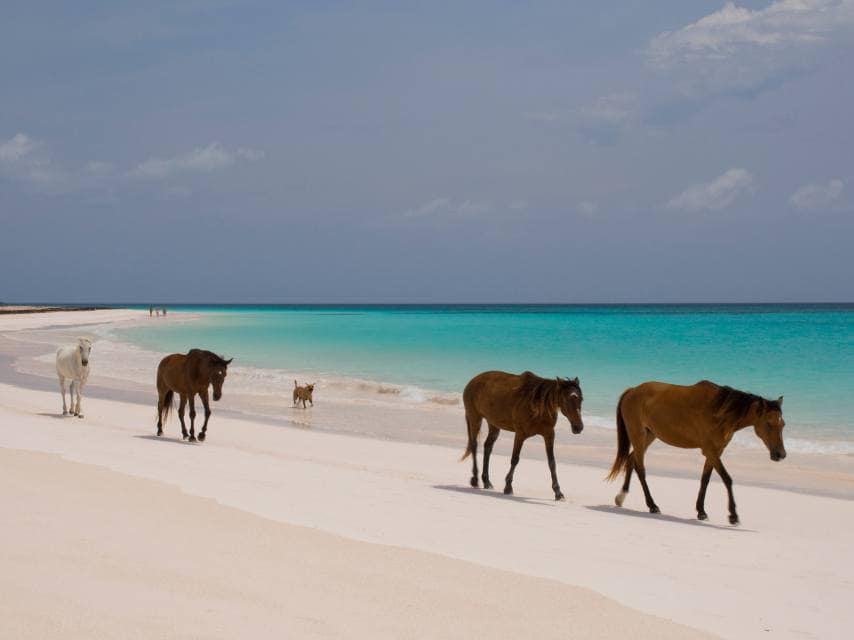 Horses wandering the pink shores of the Bahamas, a quiet Caribbean destination.