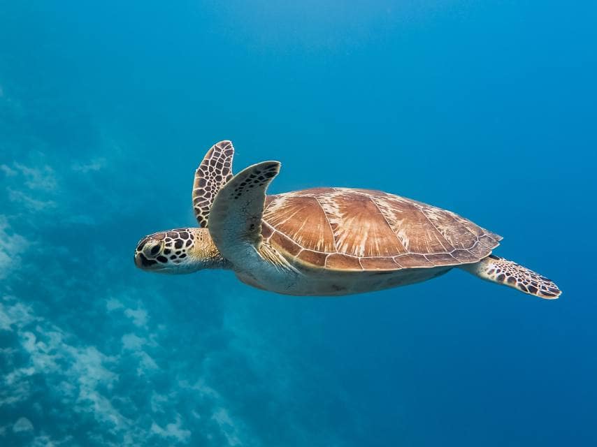 Graceful green sea turtle visible during your Caribbean yacht vacation.
