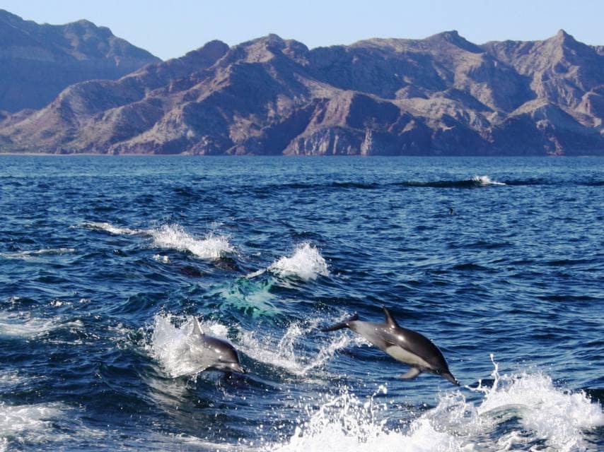 Baja California, Mexico pod of Dolphins