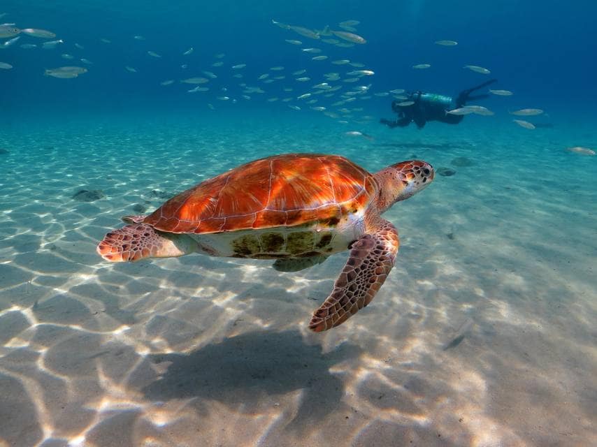 Green seat turtles in the Grenadines