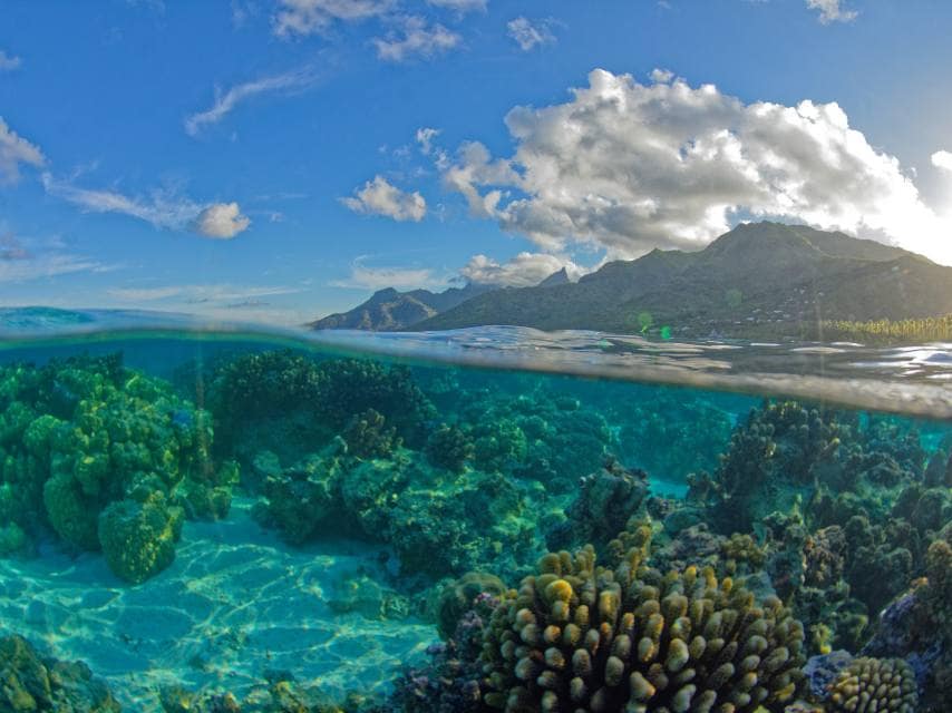 transparent lagoon and corals in the lagoon of moorea - french polynesia