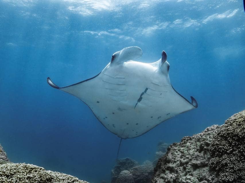 Manta Ray in Bora Bora
