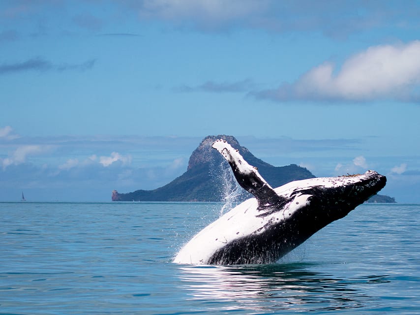 Whale migration in the south pacific