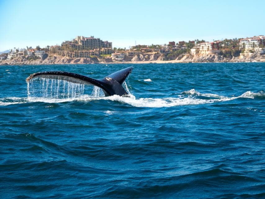 Whales in California