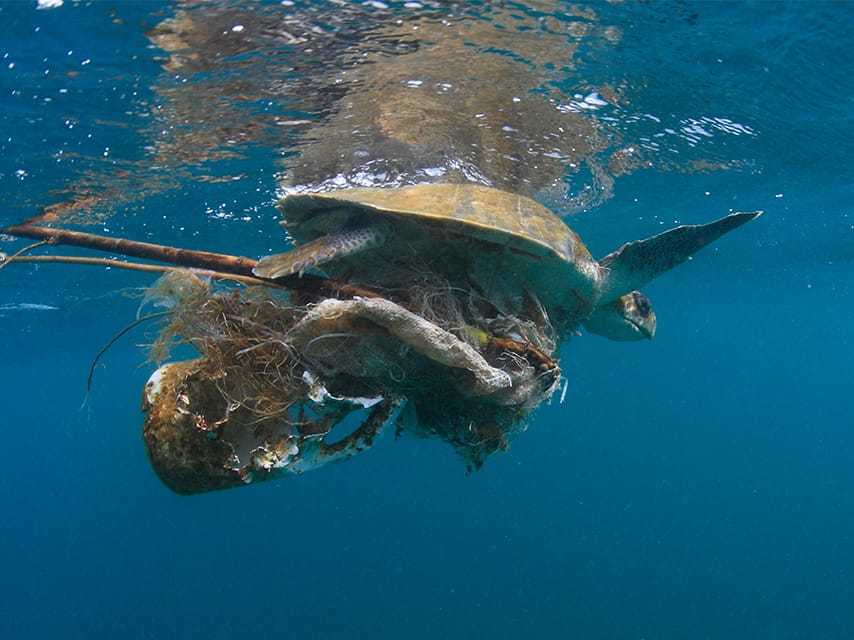 Sea Turtle trapped in rubbish and fishing net
