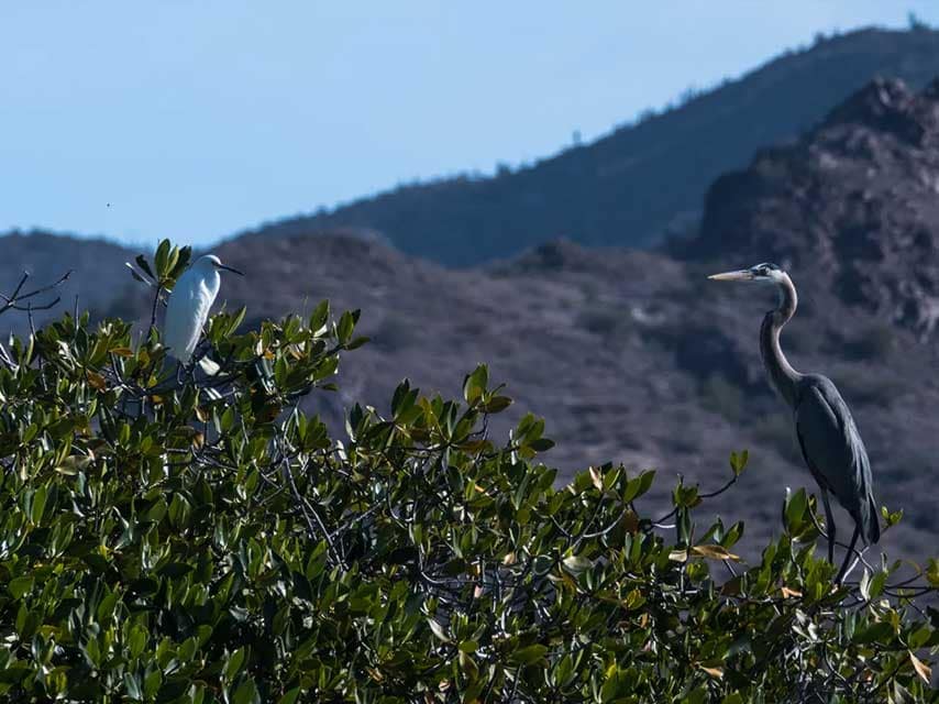 Birds on bahía amortajada