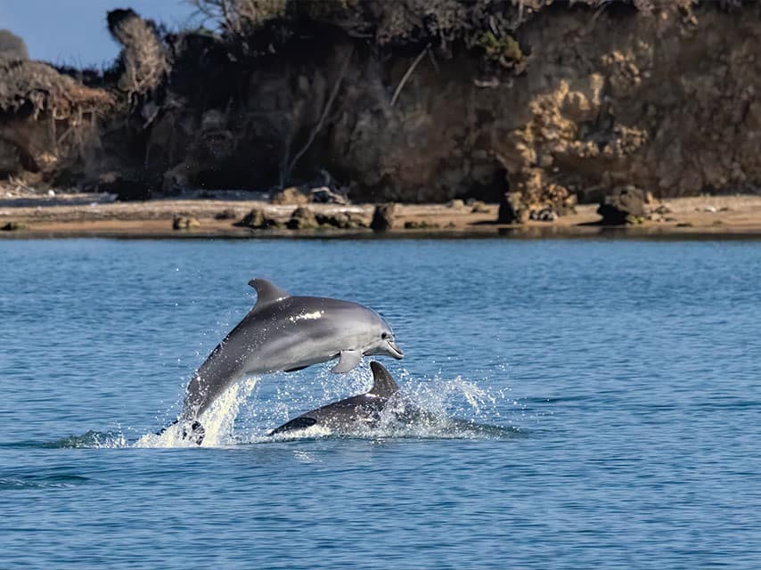 Greece, Dolphin