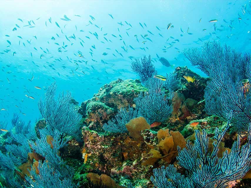 Cabo Pulmo Reef diving