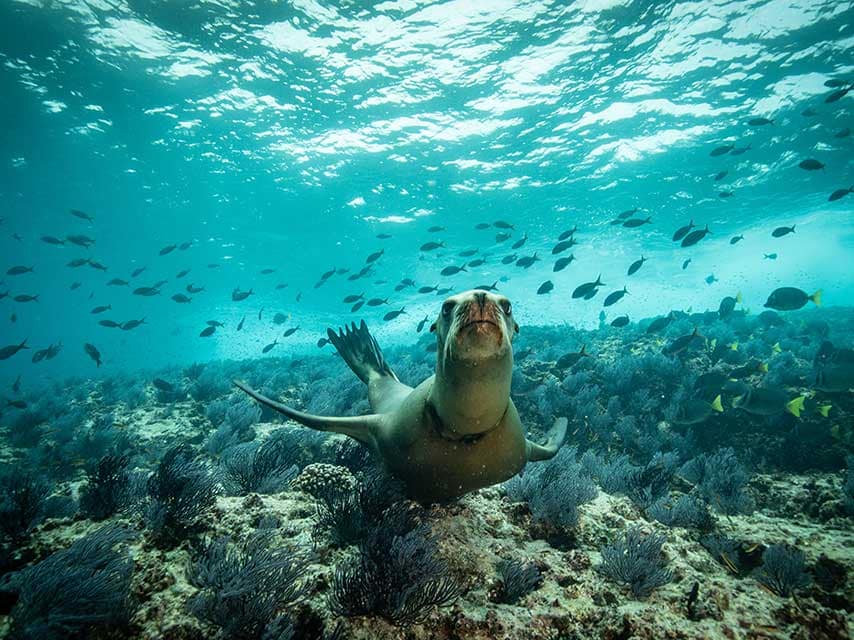 Sea lions at Isla Espiritu Santo