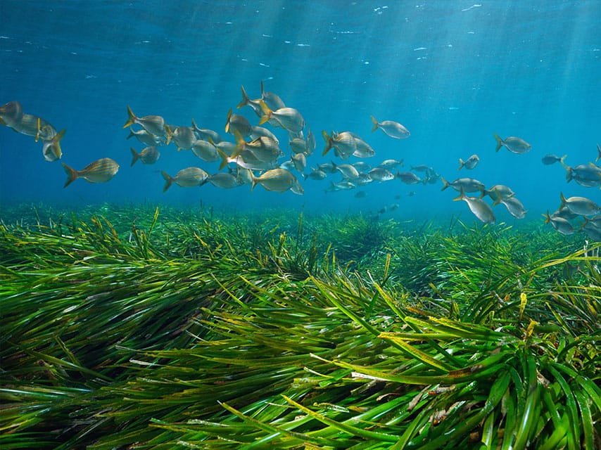 Posidonia seagrass